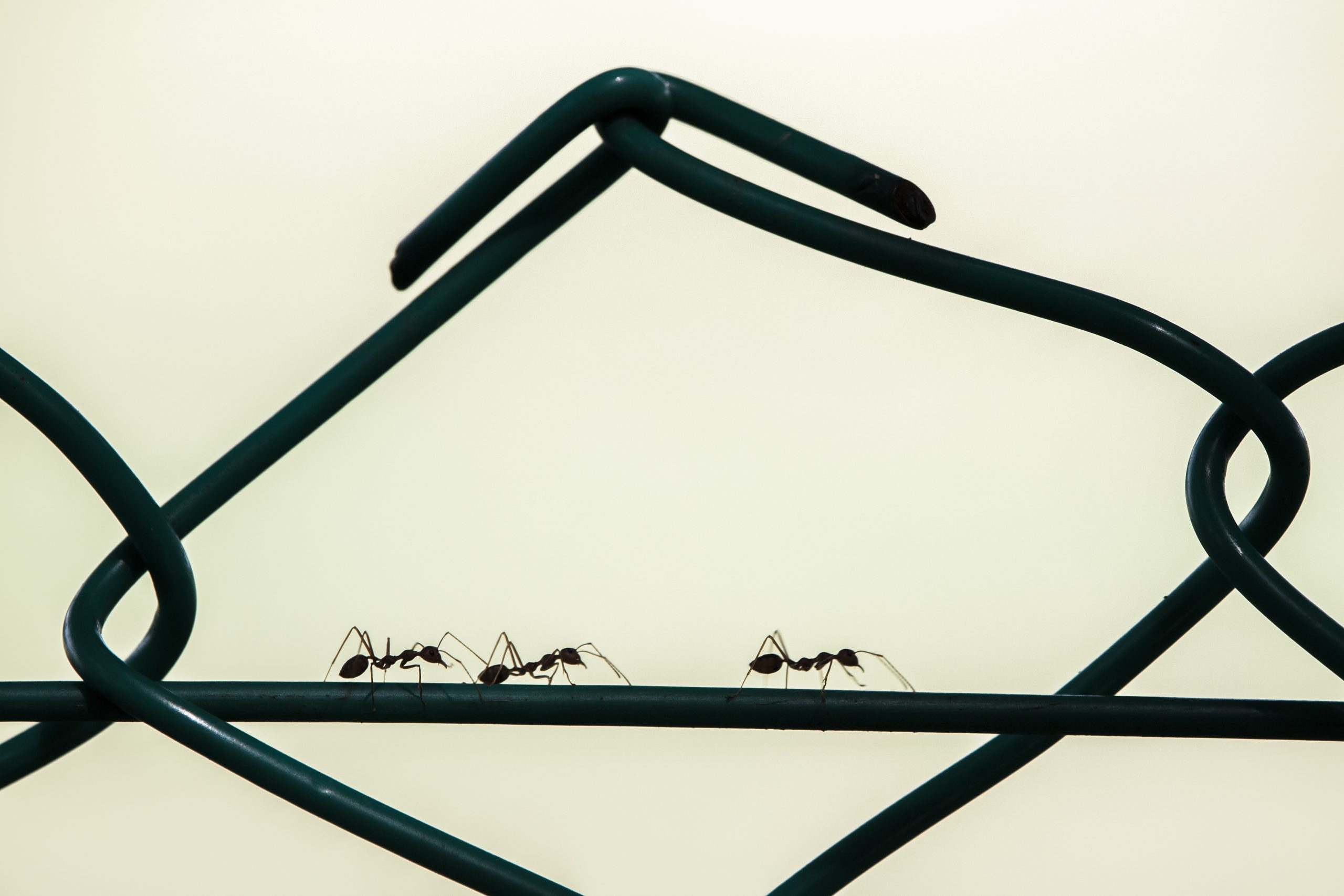 si les fourmis envahissent votre maison 