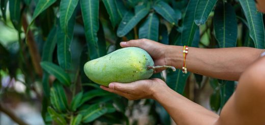 planter un noyau de mangue pour réussir sa culture